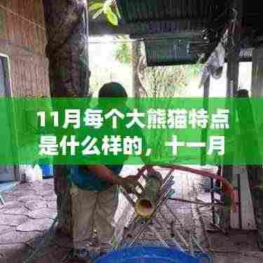 十一月大熊猫的独特魅力,风采各异的每月之星与特点解析