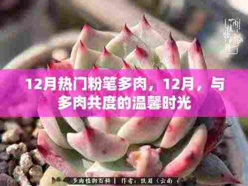 12月多肉热潮,与绿色共度温馨时光