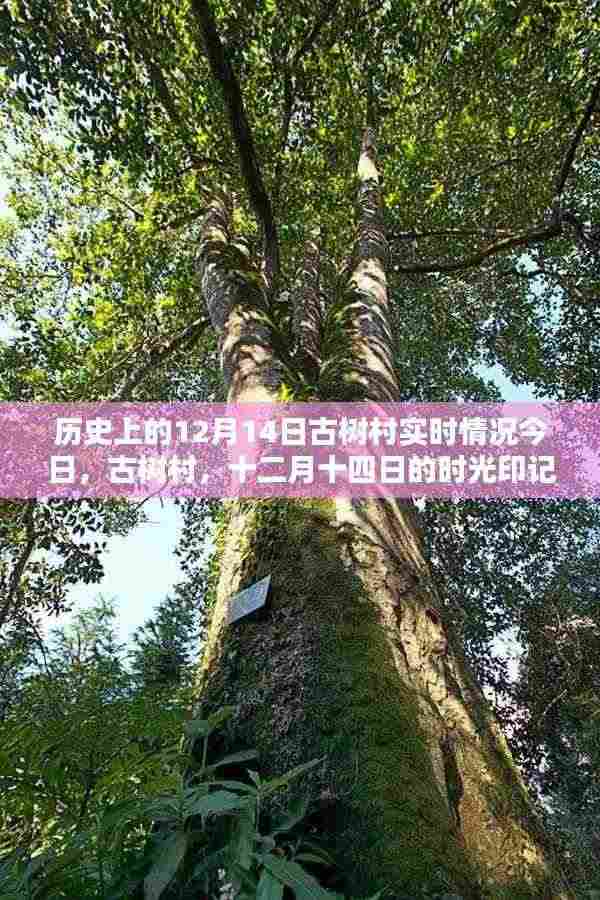 古树村时光印记,十二月十四日的历史实录