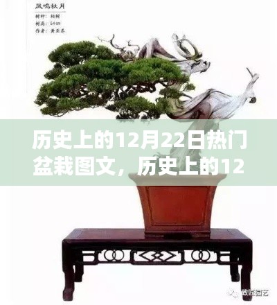 历史上的盆栽盛景,12月22日的盆栽图文回顾