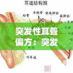 突发性耳聋偏方:突发性耳朵聋偏方