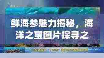 鲜海参魅力揭秘,海洋之宝图片探寻之旅