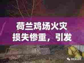 荷兰鸡场火灾损失惨重，引发社会关注热议