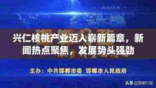 兴仁核桃产业迈入崭新篇章,新闻热点聚焦,发展势头强劲
