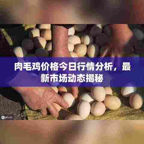 肉毛鸡价格今日行情分析,最新市场动态揭秘