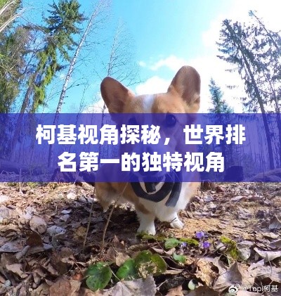 柯基视角探秘,世界排名第一的独特视角