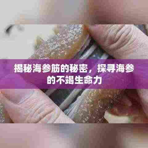 揭秘海参筋的秘密，探寻海参的不竭生命力