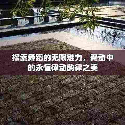 探索舞蹈的无限魅力,舞动中的永恒律动韵律之美