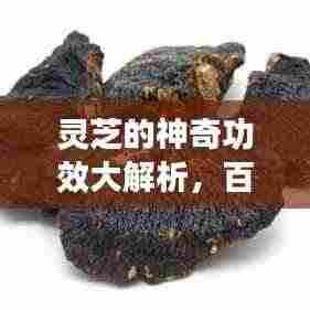 灵芝的神奇功效大解析，百度带你探索灵芝的奥秘！