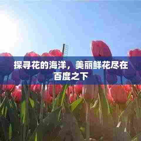 探寻花的海洋，美丽鲜花尽在百度之下