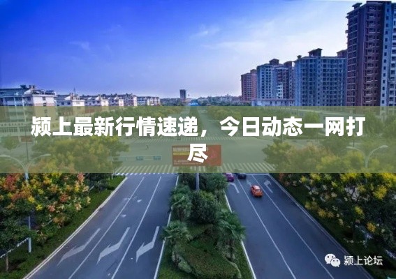 颍上最新行情速递,今日动态一网打尽